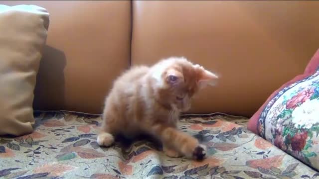 Cute playful kittens will melt your heart