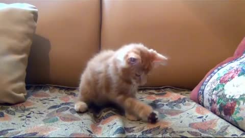 Cute playful kittens will melt your heart