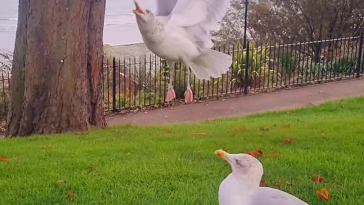 Seagulls jump around