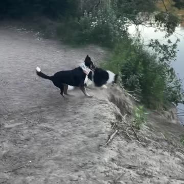 Funny dogs playing in the river
