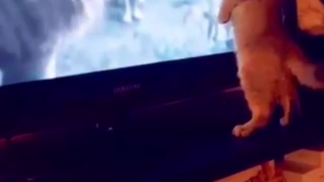 cat vs lion king