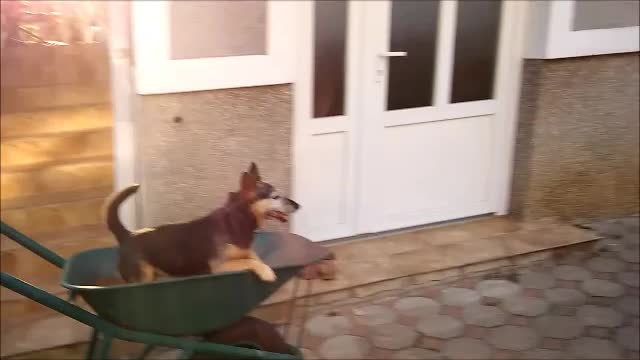 Dog loves to go for wheelbarrow rides