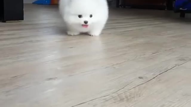 Cutest baby dogy