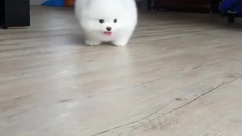 Cutest baby dogy