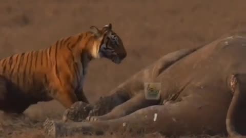 Wildlife is in closer view with a natural perspective.