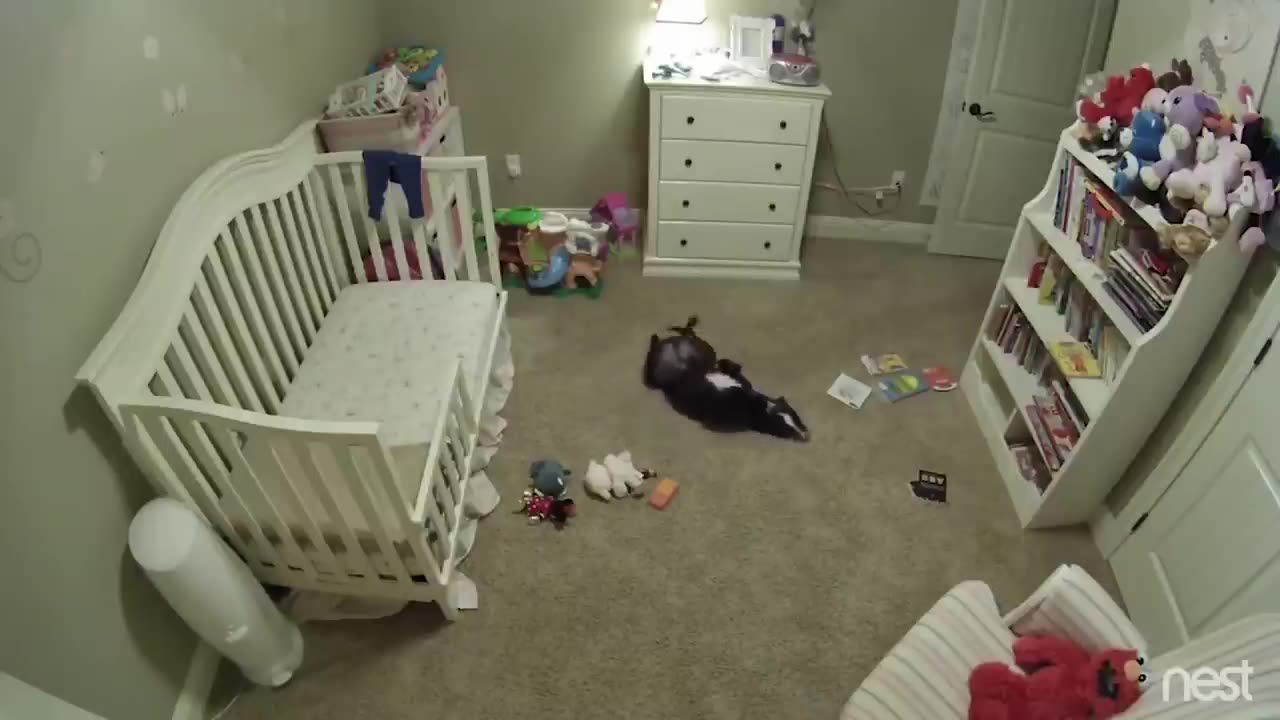 Secret nursery cam captures dog joyfully sneaking into baby's room and dancing