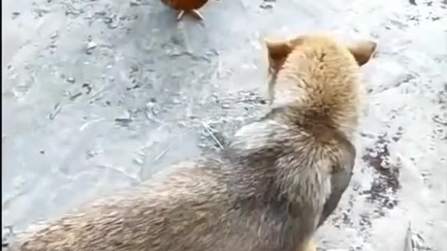 Funny Chicken And Dog Fighting