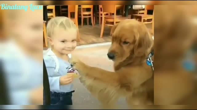 Funny Dog Puppy Funny Compilation Videos ❤️