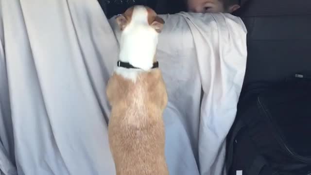 Small tan white dog bounces in backseat of car