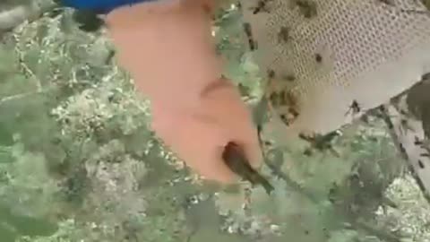 Honey bee harvesting