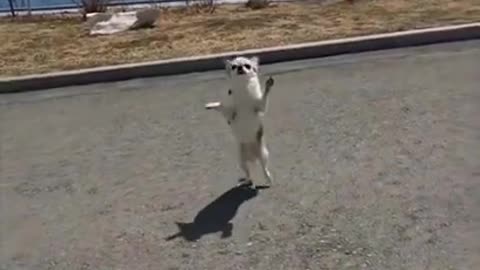 Funny animals videos 2021 | SuperFunnyAnimals 2021