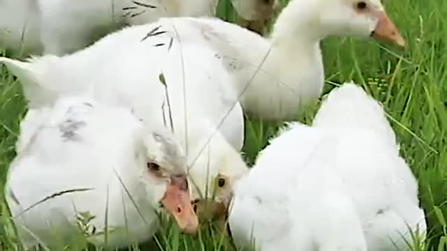 White geese on the grassland are herbivorous, no fish and shrimp only grasshoppers