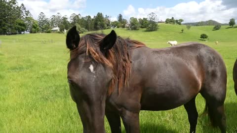 Horses make a landscape look beautiful | GREAT HORSES