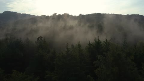 Slow aerial tour through a mist-covered forest