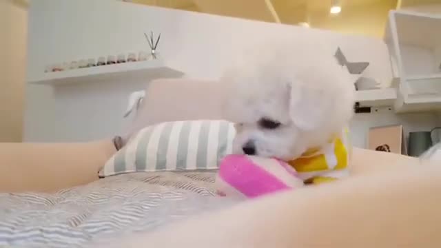 Small Cute Cotton Balls Playing And Running Around