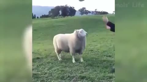 🐑 Funniest Animals 🐼 - Try Not To Laugh 😁