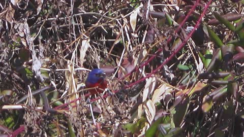 MC CBS Painted Bunting