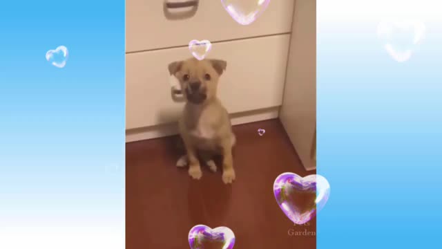 Funny dog 🐕 video.