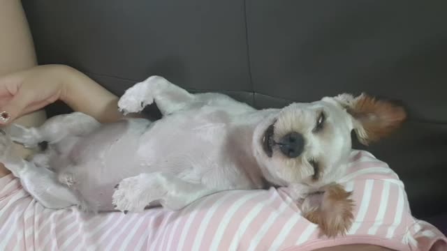 Sleeping puppy with eyes open hahaha