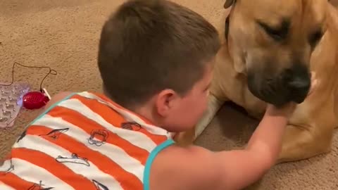 A boy and his Boerboel