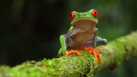 Jungle Wildlife - Animals That Call The Jungle Home | Rainforest | Relaxation Film