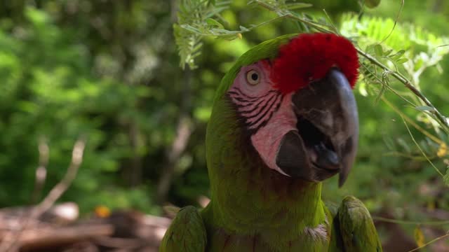 a close up video of a-parrot