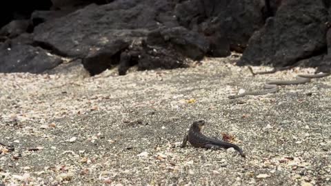 Iguana chased by killer snakes _ Planet Earth II_ Islands - .mp4