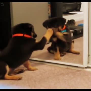 Mirror Prank For Dog Hilarious