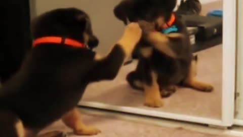 Mirror Prank For Dog Hilarious