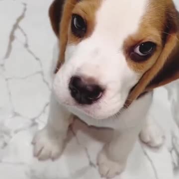 Beagle Puppy