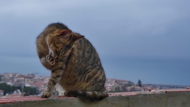 cat yawning cute scene