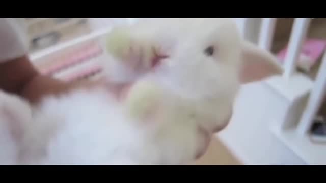 Super cute white rabbit