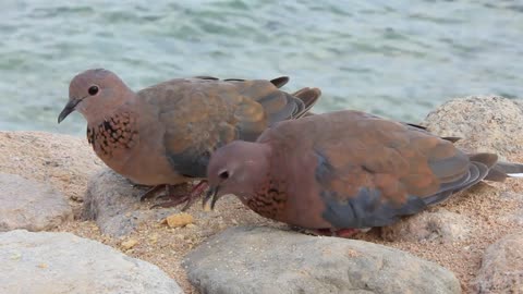 Egyptian pigeons