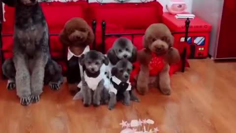 A day in the life of a teddy
