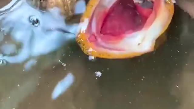 Unique Fishing 🧐 Catching Yellow Monster Eel Fish From Under Deep Mud #15