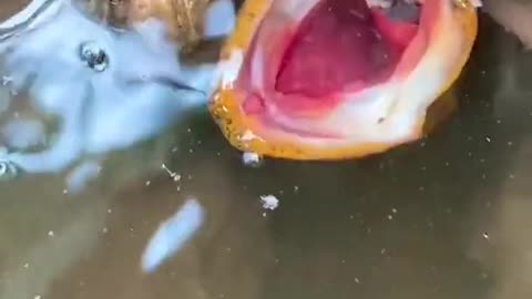 Unique Fishing 🧐 Catching Yellow Monster Eel Fish From Under Deep Mud #15