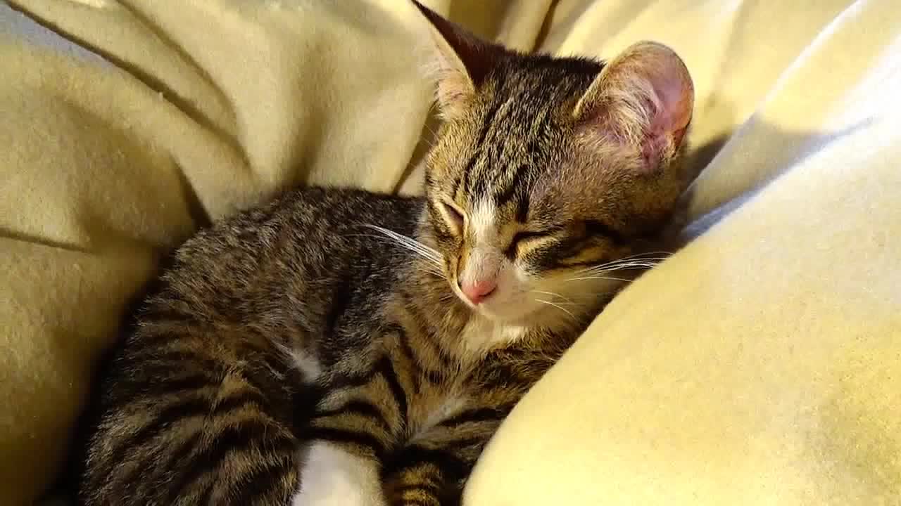 Cat Teeth and Their Role, the Cat Vet