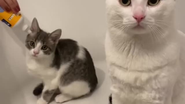 How to take care of cats