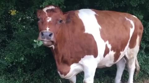 Cow Eats From The Tree Paper on The Farm