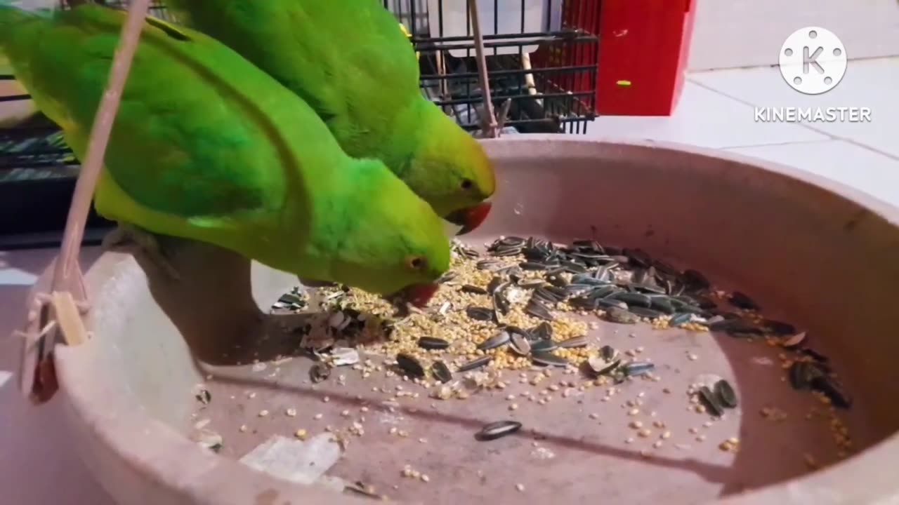 PARROT EATING