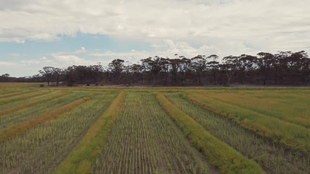 Swathing In '21