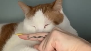 Cat gets a mustache