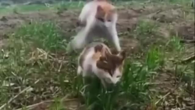 Funny cat