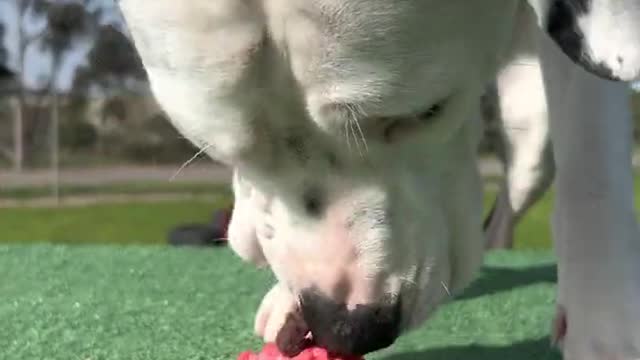 Rescue dogs eat cupcakes for the first time || babydoge0