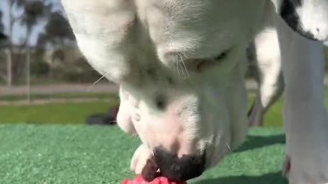 Rescue dogs eat cupcakes for the first time || babydoge0