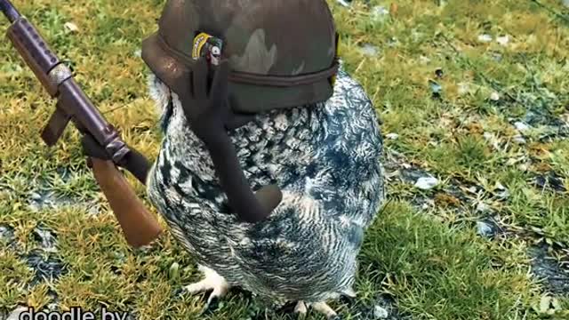 Saving private owl 🦉😂