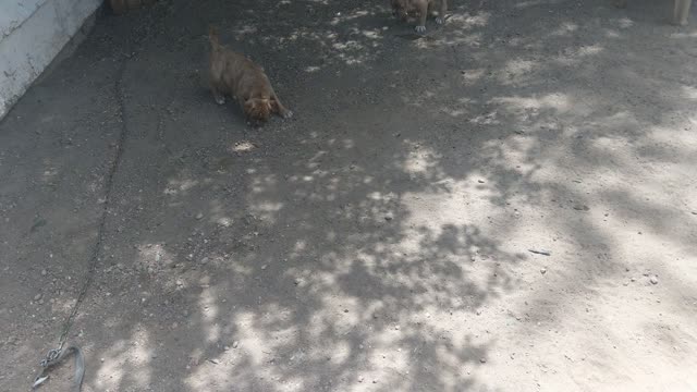 Our American Bulldog and her pups