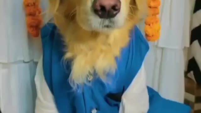 Thug life dog