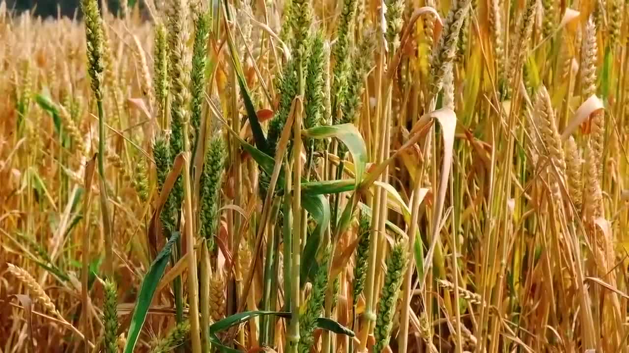 Hd real shot of mature golden wheat field