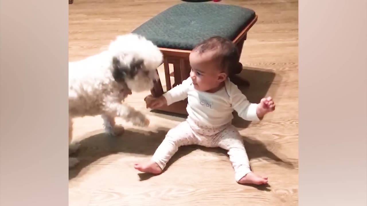 Best video of Cute Babies and Pets - Funny Baby and Pet